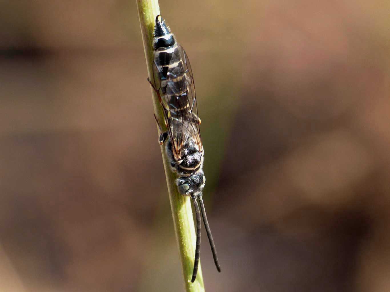 Colpa sexmaculata M e Meria tripunctata M.